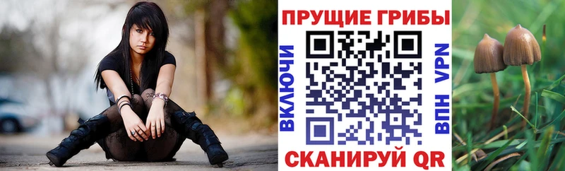 Купить где  Волхов  Псилоцибиновые грибы MAGIC MUSHROOMS 